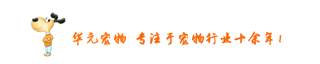 史宾格犬体臭怎么办:金毛身上味道难闻怎么办？