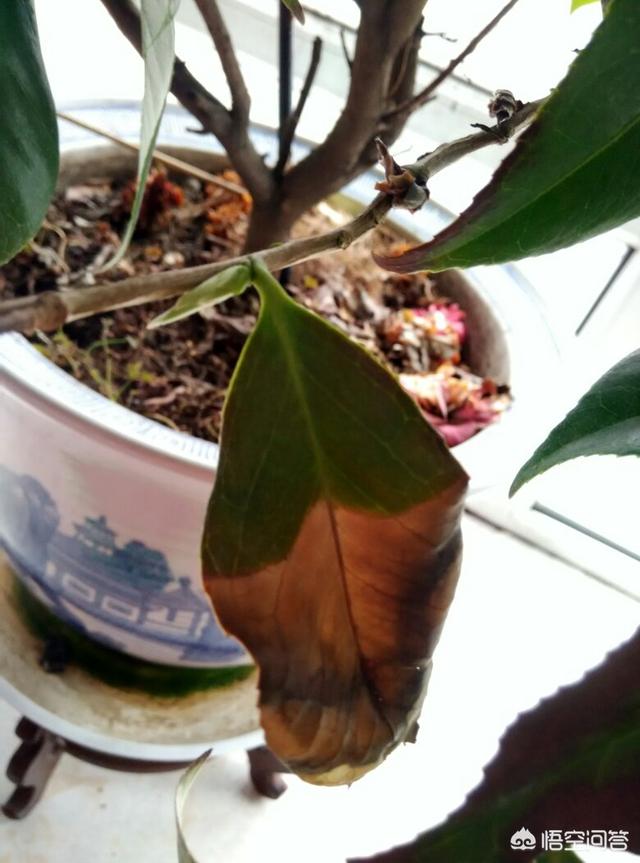花叶艳山姜叶枯病:茶花的叶子发黄是怎么回事？