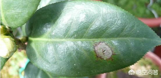 花叶艳山姜叶枯病:茶花的叶子发黄是怎么回事？