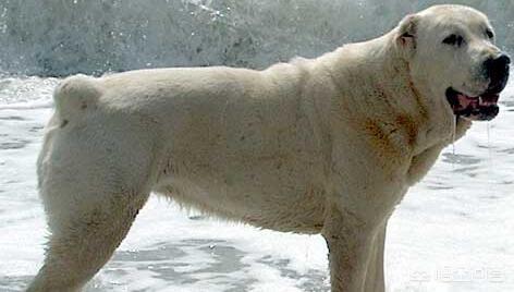 中亚牧羊犬家养:中亚犬和高加索犬和卡斯特罗拉博雷罗犬哪个适合养？为什么？ 中亚牧羊犬家养怎么样