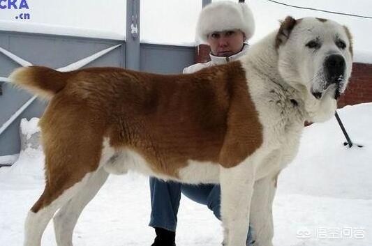 中亚牧羊犬家养:中亚犬和高加索犬和卡斯特罗拉博雷罗犬哪个适合养？为什么？ 中亚牧羊犬家养怎么样