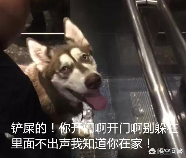 哈士奇性格特征:阿拉斯加犬的性格怎么样？