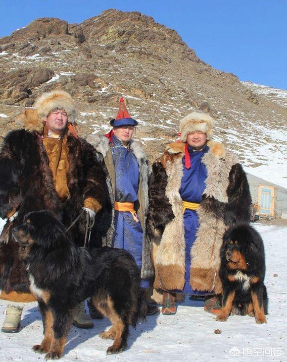 兰伯格獒犬图片:蒙古獒和藏獒有什么区别？ 兰伯格獒犬的训练方法