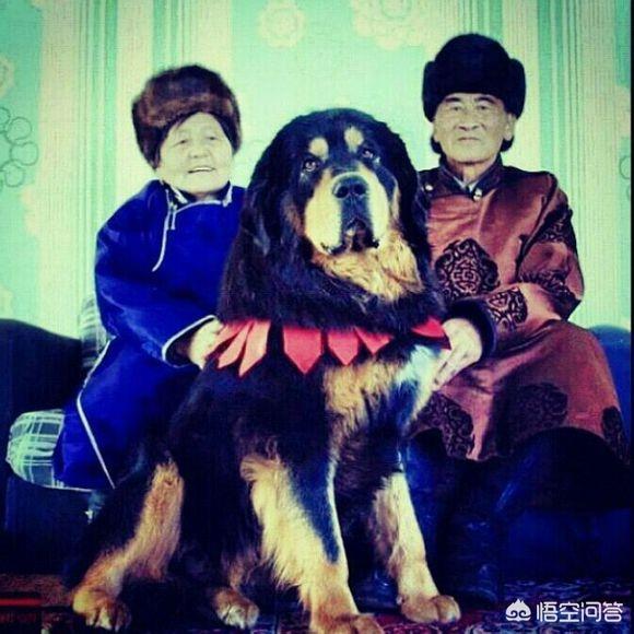 加纳利犬vs藏獒:蒙古獒和藏獒有什么区别？
