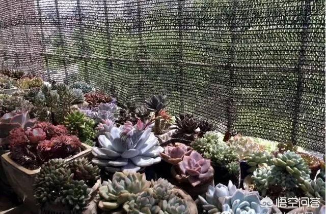头条问答 多肉植物用黑网还是铝箱网遮挡阳光好 7个回答