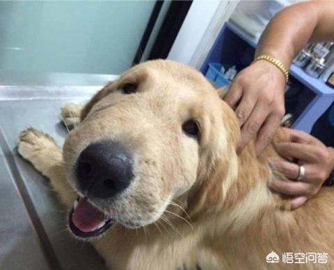 狗狗打架时为何是上嘴咬不是上手挠:狗子打架时为什么用嘴咬，不用手挠？