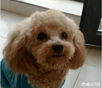 泰迪狗狗图片:想要养一只狗狗，泰迪犬怎么样？