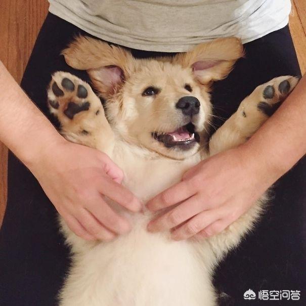 美系金毛犬图片素材大全:养了金毛之后生活会有哪些变化？