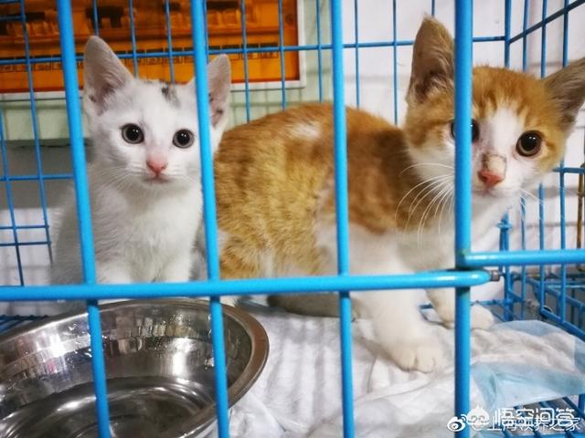 上海流浪狗猫救助站:上海哪里有正规的动物收容机构？