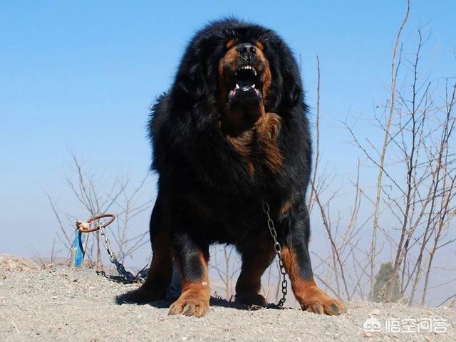 藏獒吃主人视频真相:听说藏獒是很忠心的，但是为什么也会咬主人？ 藏獒咬死主人的真相