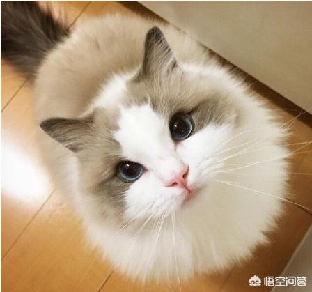 猫的种类:最受欢迎的宠物猫种类有哪些？ 猫的种类有哪些