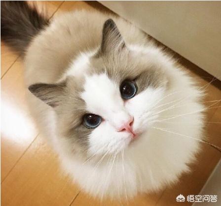 大气上档次的宠物猫名字:母的小猫咪叫什么名字好听（可爱一点的）？ 高端大气上档次的名字