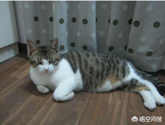 猫的种类:最受欢迎的宠物猫种类有哪些？ 猫的种类有哪些