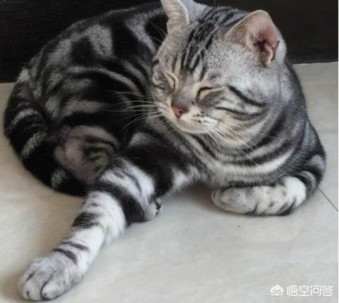 萨凡纳猫:最受欢迎的宠物猫种类有哪些？