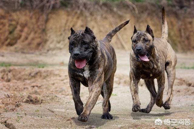 世界十大猛犬排名:打斗第一猛犬到底是哪种猛犬？