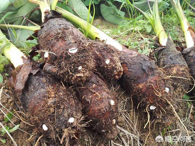 用什么方法种植出来的芋头产量高？