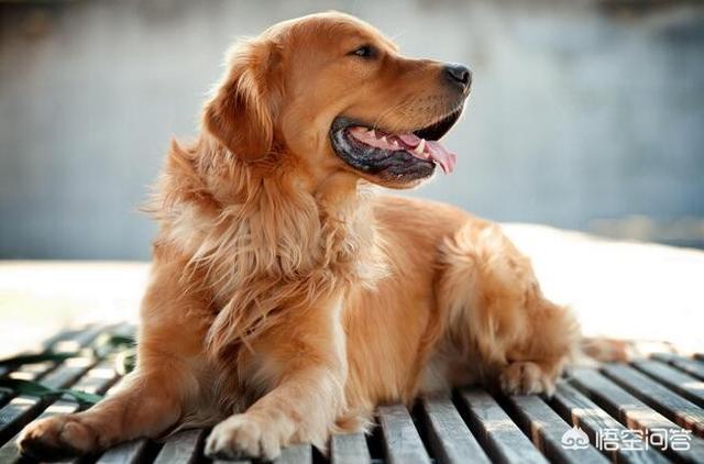 纯种金毛:怎么挑选一只优秀健康的金毛幼犬？