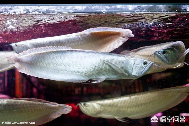 银龙鱼常见病有哪些，银龙鱼和金龙鱼怎么突然不进食,什么原因？