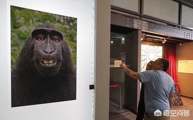 孙悟空自拍，猴子拿摄影师相机自拍，版权算谁的