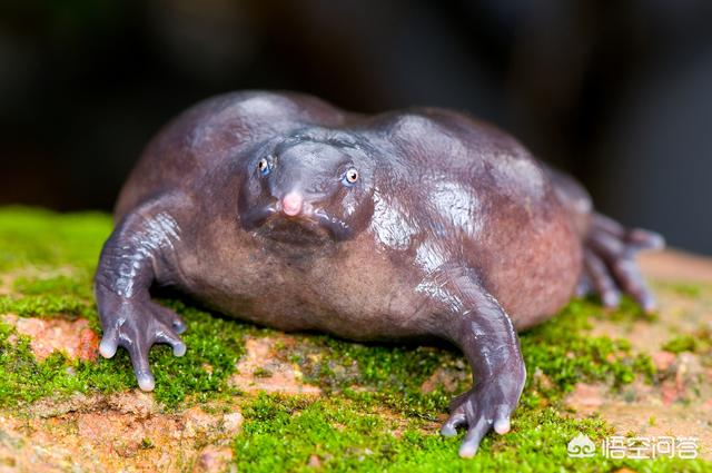 南美角蛙:你见过什么奇形怪状的生物