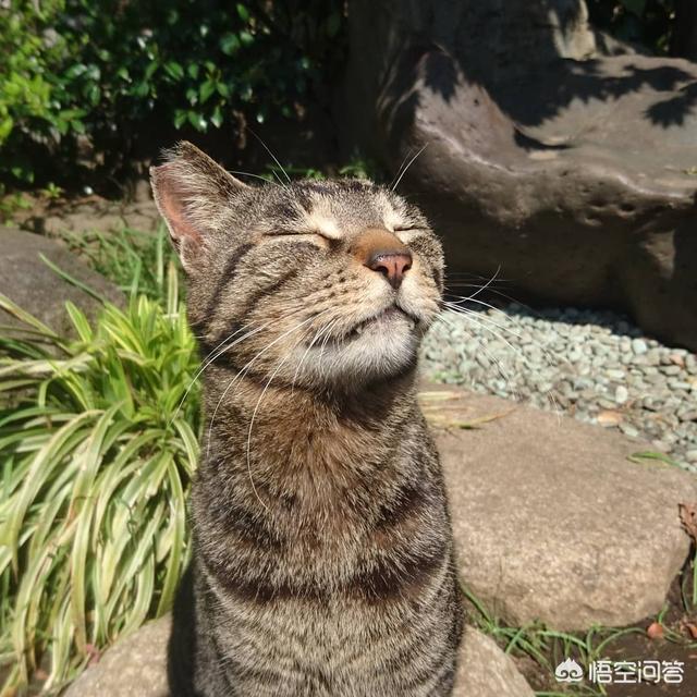 梦见喂猫吃东西,猫会把经常喂它的人当成主人吗？