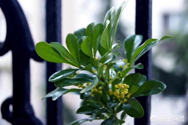 米兰花图片:米兰开花期能搬到室内养吗？