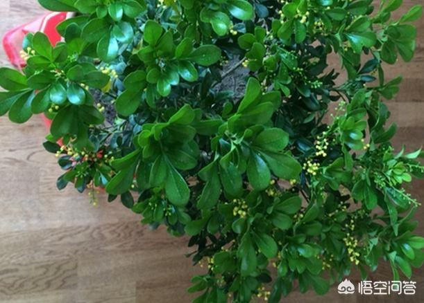 米兰花图片:米兰开花期能搬到室内养吗？