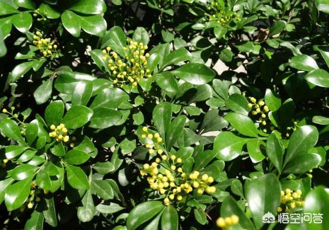 米兰花图片:米兰开花期能搬到室内养吗？