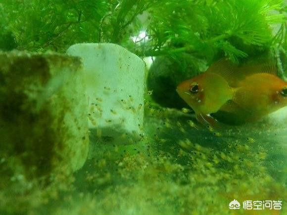 水族繁殖:哪些观赏鱼可以自己在水族缸里繁殖呢？