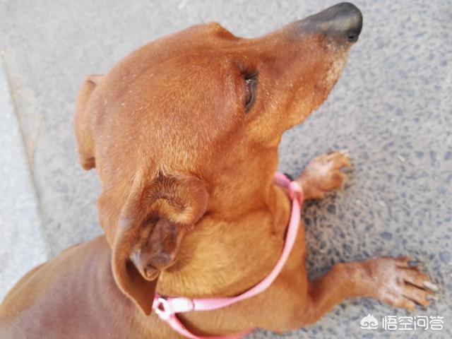 宠物狗知识:宠物狗喜欢周游四海还是喜欢安定的居家生活？