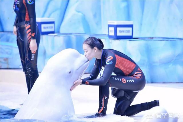 国内的海洋观赏鱼都是从那进口的:海洋馆里的白鲸、海豹等海洋动物都是从哪里引进的？