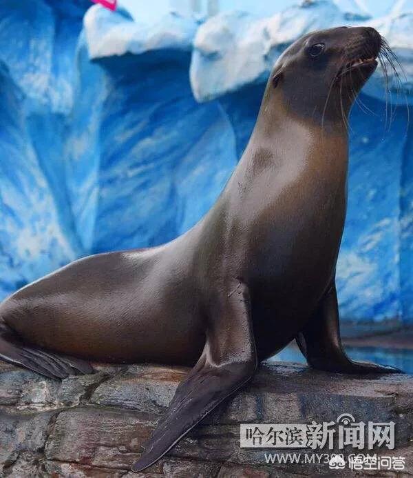 国内的海洋观赏鱼都是从那进口的:海洋馆里的白鲸、海豹等海洋动物都是从哪里引进的？