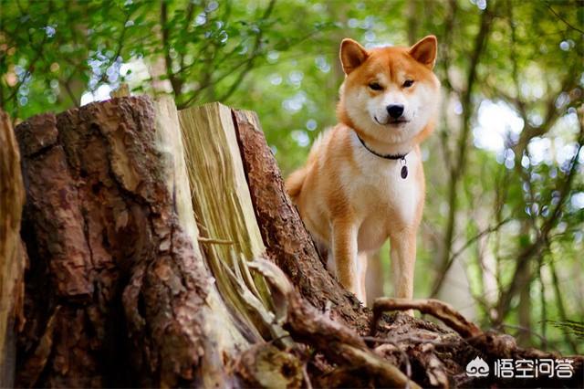 柴犬价格:帮我看看哪只柴犬品相好，是不是纯种柴犬？