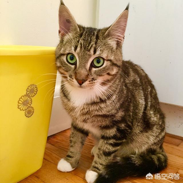 流浪狗和流浪猫好句子:流浪狗流浪猫该不该碰？为什么？