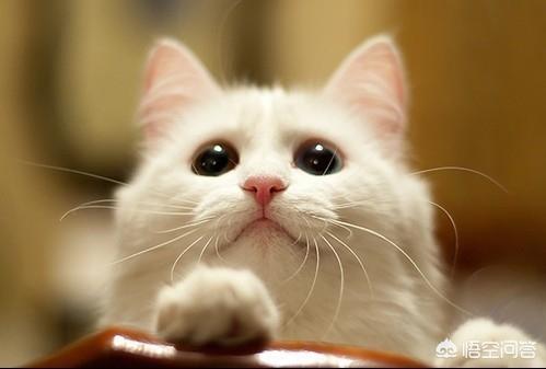 猫的训练:猫怎么训练它 怎样训练15天左右的小猫？