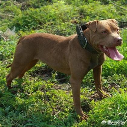 比特名犬介绍:你是如何评价比特犬这种狗的？