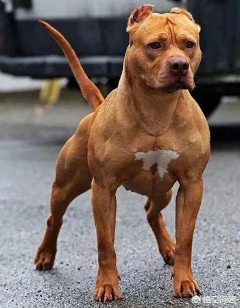 比特名犬介绍:你是如何评价比特犬这种狗的？