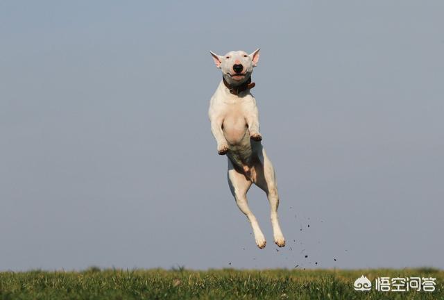 人和狗分开之后，狗狗还会记得以前的主人吗？插图31