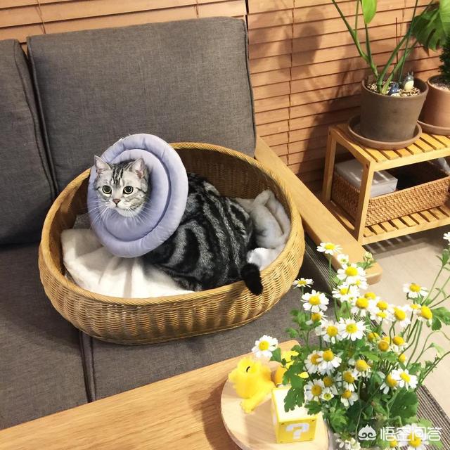 曼克斯猫微信公众号:怎么才能让猫和自己亲近点？