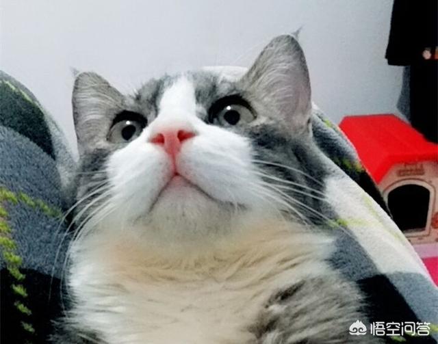 笼养猫的好处:从小将猫放在笼子养，猫会变成什么样？