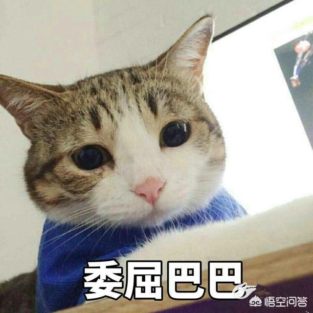 笼养猫的好处:从小将猫放在笼子养，猫会变成什么样？