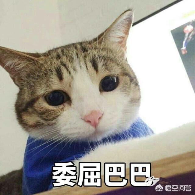 小猫咪:小猫咪简笔画 小猫咪开始能喝水了，是喝烧开的水，还是直接就能喝自来水？