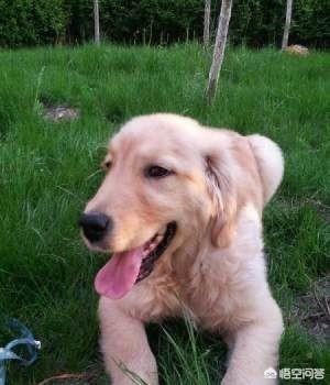 幼犬训练:训练幼犬最好的时期是什么时候？
