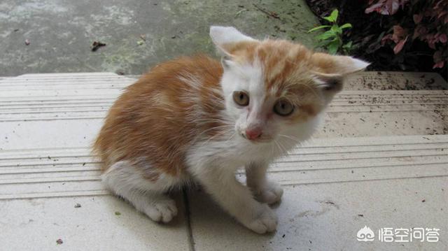 野猫八翻:如何照顾户外野猫和它的宝宝？