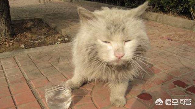 野猫八翻:如何照顾户外野猫和它的宝宝？