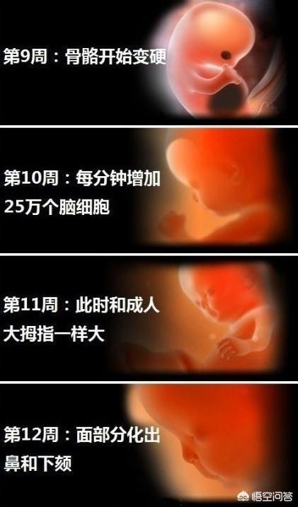 女孩发育过程:胎儿1-40周的发育过程如何？