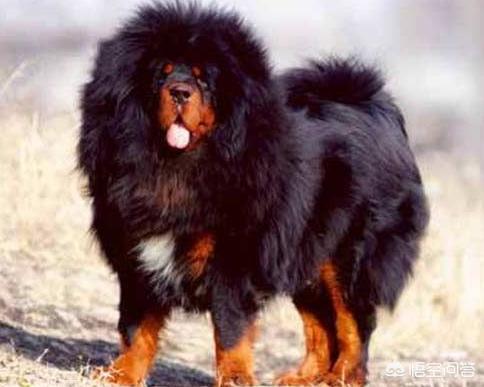加纳利犬vs藏獒:公平决斗下，纯种藏獒多久可以咬死一只鬣狗？为什么？
