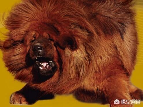 加纳利犬vs藏獒:公平决斗下，纯种藏獒多久可以咬死一只鬣狗？为什么？