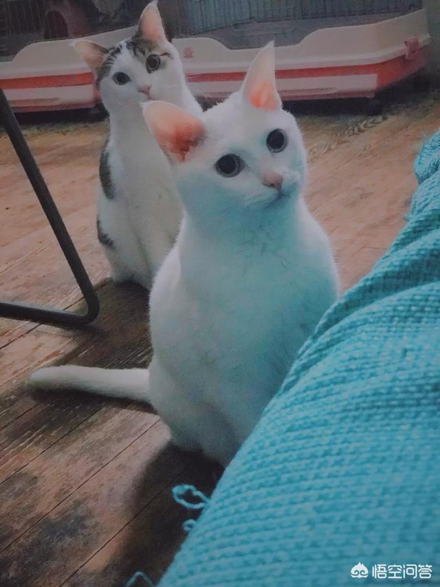 折耳猫图片:折耳猫图片及价格 同时养两只猫咪需要注意些什么？