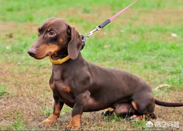qq腊肠狗:腊肠犬和泰迪可以一起养么？会打架么？